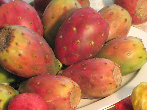 prickly pear 1.JPG