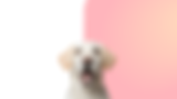 Blog Banner for Website Content (2).png