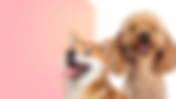 Blog Banner for Website Content (1).png