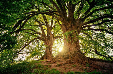 Image of Trees.jpeg