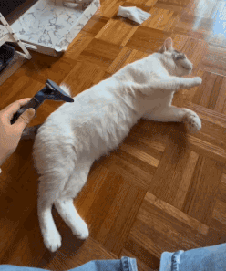 martin_brushed.gif