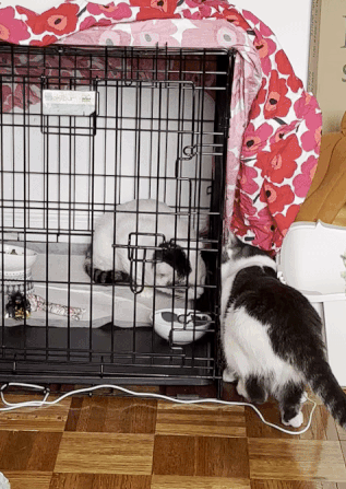 martin_livingroom-ezgif.com-crop.gif