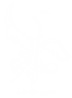 White Crane