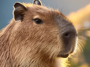 Chester Zoo Capybaras