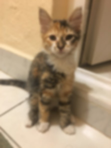 kedi sahiplendirme ilanları