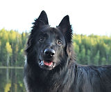 Assassiini (4).jpg