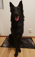 Amigo (2).jpg