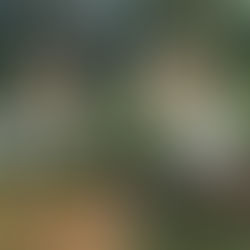 【緬甸大其力護生園】海濤法師發起