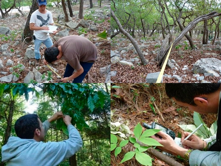 Busca la UAT conservar bosques de encino con tecnología geoespacial