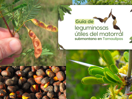 La UAT invita a conocer más sobre las leguminosas y su aprovechamiento