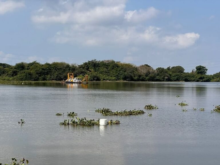 Controla COMAPA Sur exceso de lirio acuático en la bocatoma de Planta Altavista