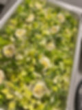 10 5oz Ceasar Salad Cups
