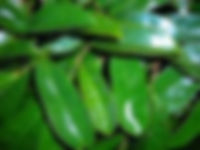 Sour Sop Milk