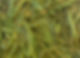 Sauteed String Beans