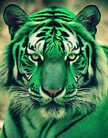 A real looking but green tiger looking wise and magestic.jpg