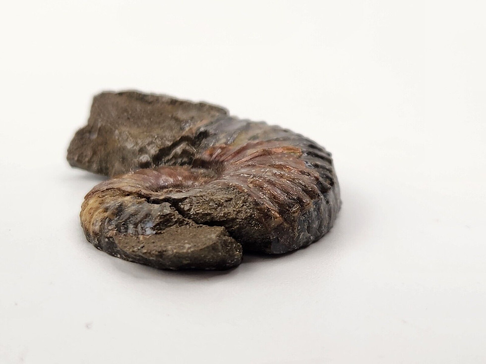 Thumbnail: Ammonite