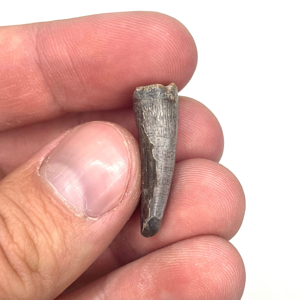 Thumbnail: 1.08” Suchomimus or Crocodilian Tooth - Elrhaz Formation - Niger