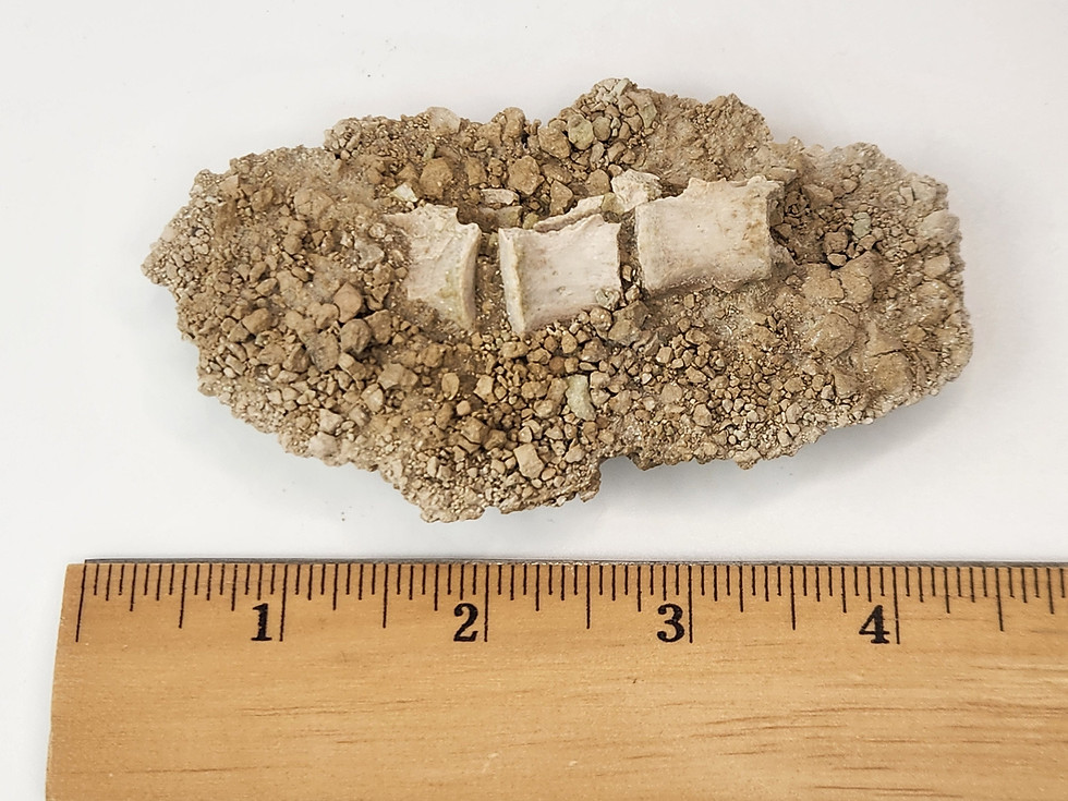 Thumbnail: 3 Articulated Oreodont Vertebrae in Matrix - White River Badlands - Brule Format
