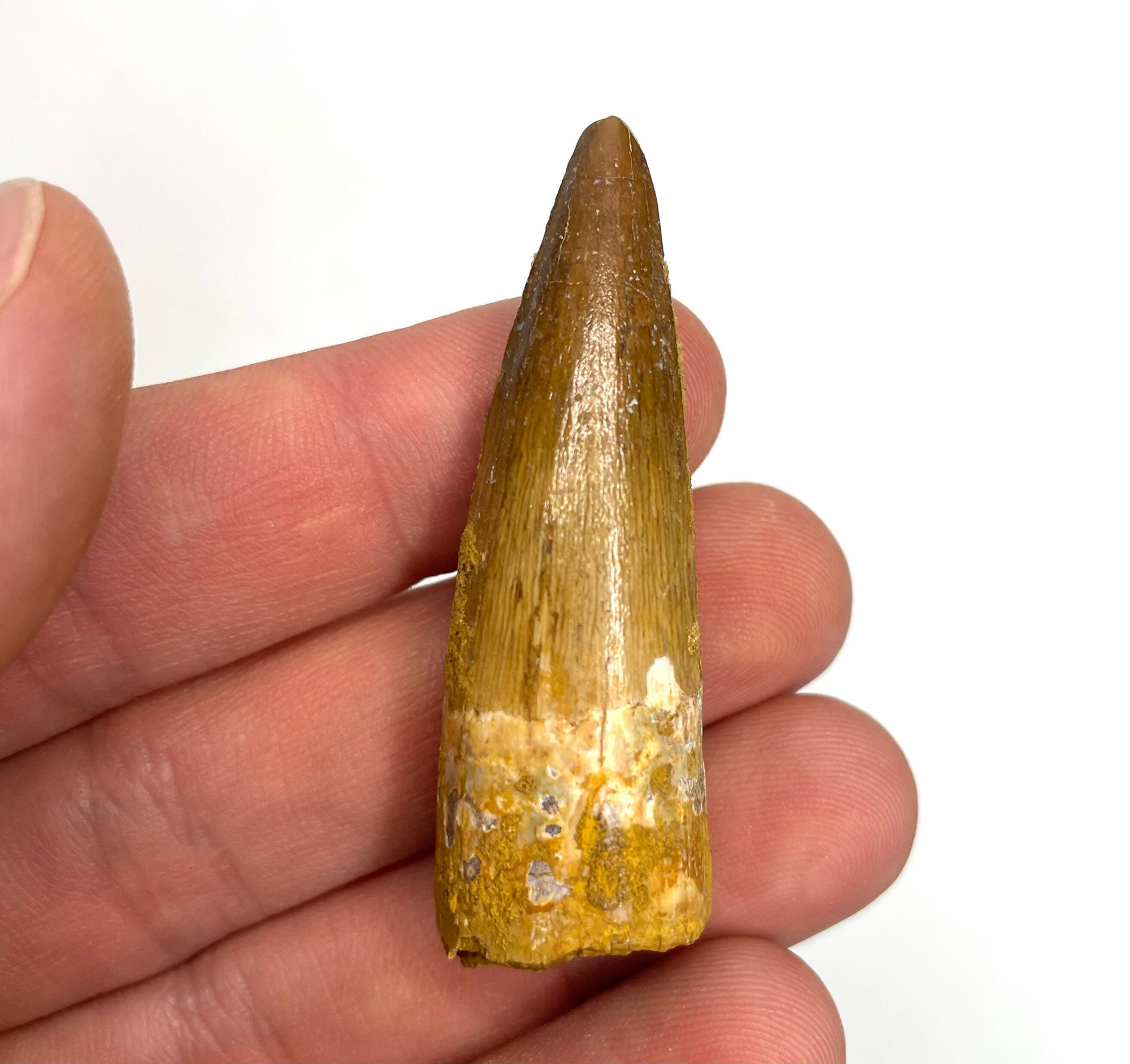 2.18” Spinosaurus maroccanus Tooth - Kem Kem Beds