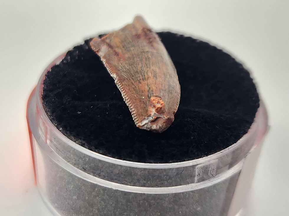 Thumbnail: Abelisaurid Tooth 0.90" - Morocco - Kem Kem Beds