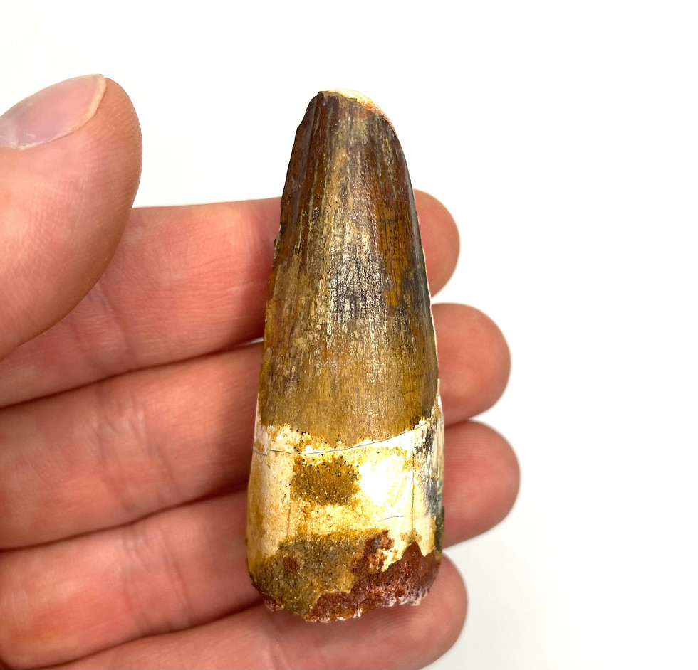 Thumbnail: 2.41” Spinosaurus maroccanus Tooth with Root - Kem Kem Beds