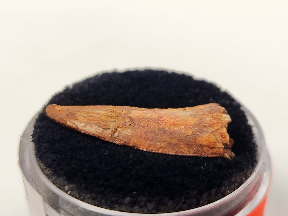 Thumbnail: Abelisaurid Tooth 0.90" - Morocco - Kem Kem Beds