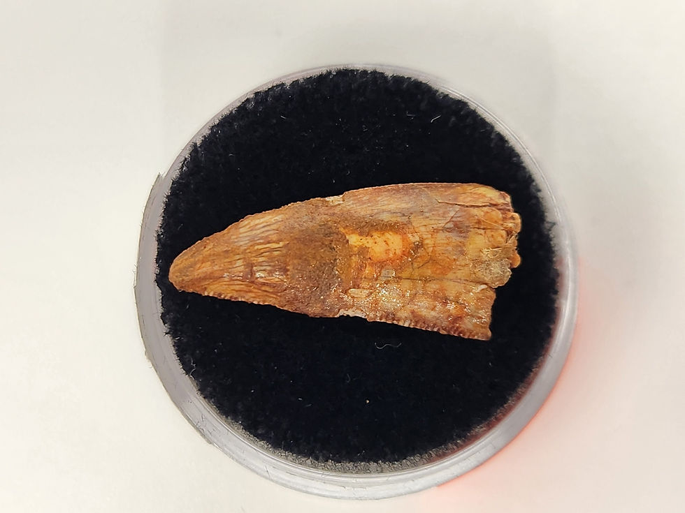 Thumbnail: Abelisaurid Tooth 0.90" - Morocco - Kem Kem Beds