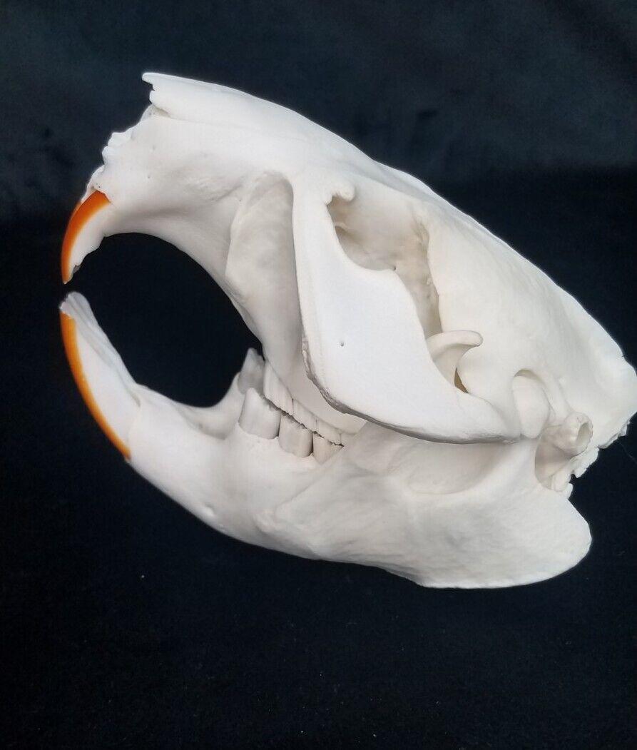 Thumbnail: Real North American Beaver Skull - Castor canadensis Top Quality Beetle Cleaned