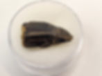 Thumbnail: Allosaurus jimmadseni Tooth 0.93" - Morrison Formation - Bighorn County, Wyoming