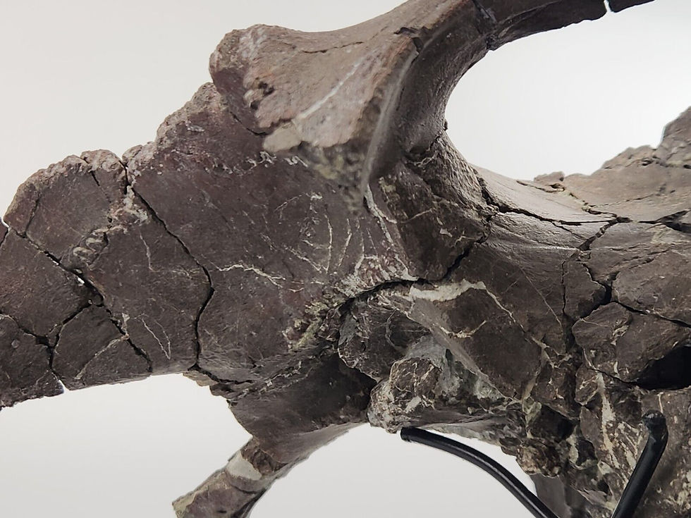 Thumbnail: Maiasaura Skull Braincase Fossil - Two Medicine Formation - Teton County, MT