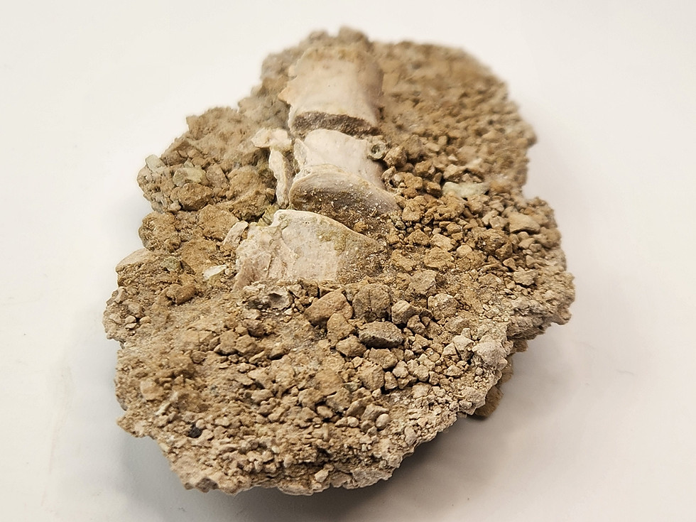 Thumbnail: 3 Articulated Oreodont Vertebrae in Matrix - White River Badlands - Brule Format