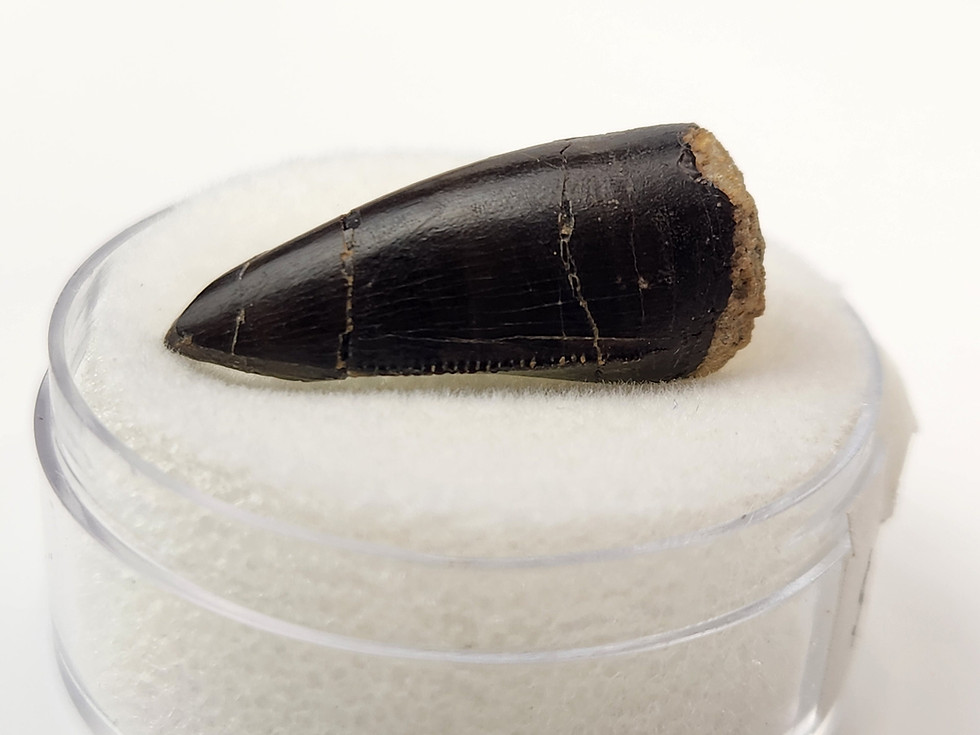 Thumbnail: Allosaurus jimmadseni Tooth 0.93" - Morrison Formation - Bighorn County, Wyoming