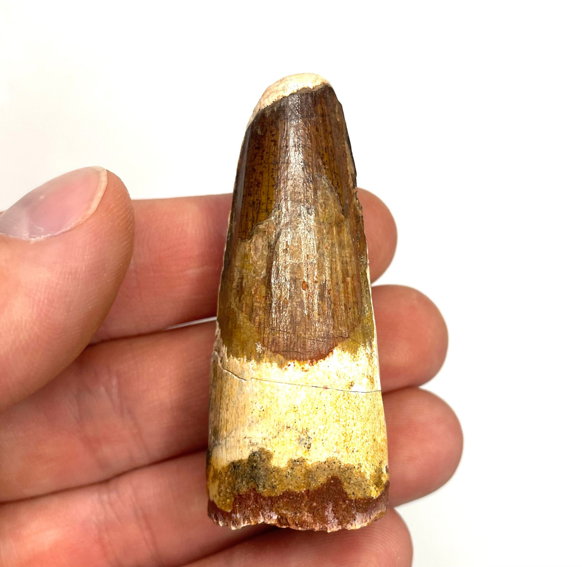 2.41” Spinosaurus maroccanus Tooth with Root - Kem Kem Beds