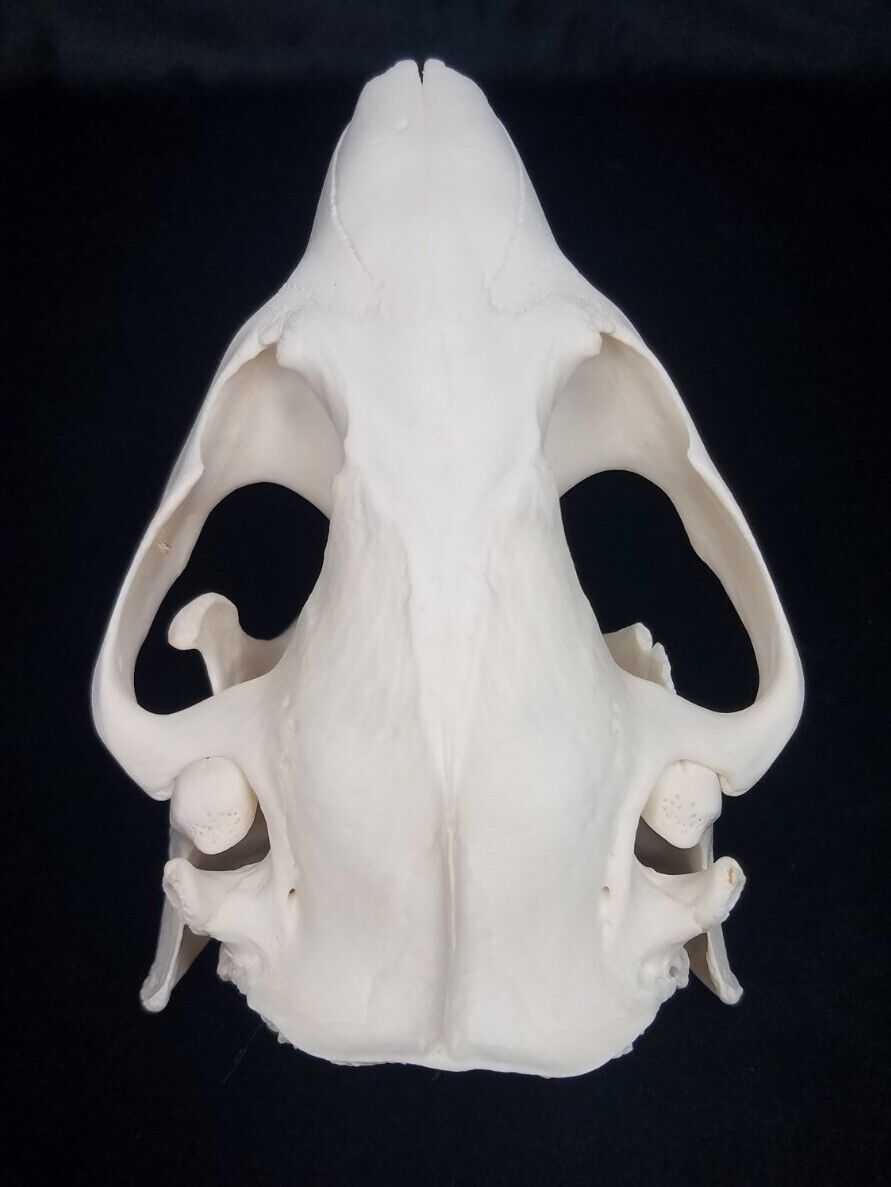 Thumbnail: Real North American Beaver Skull - Castor canadensis Top Quality Beetle Cleaned