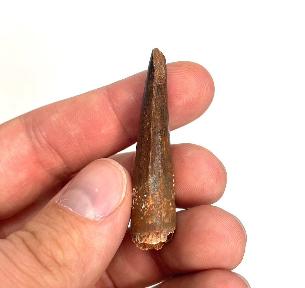 Thumbnail: 1.98” Spinosaurus maroccanus Tooth - Kem Kem Beds