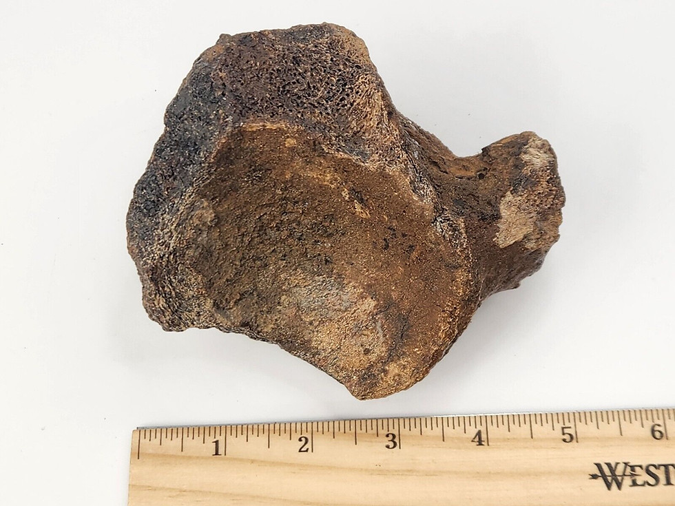 Thumbnail: Edmontosaurus Cervical Vertebra - Hell Creek Formation - Wibaux County, Montana