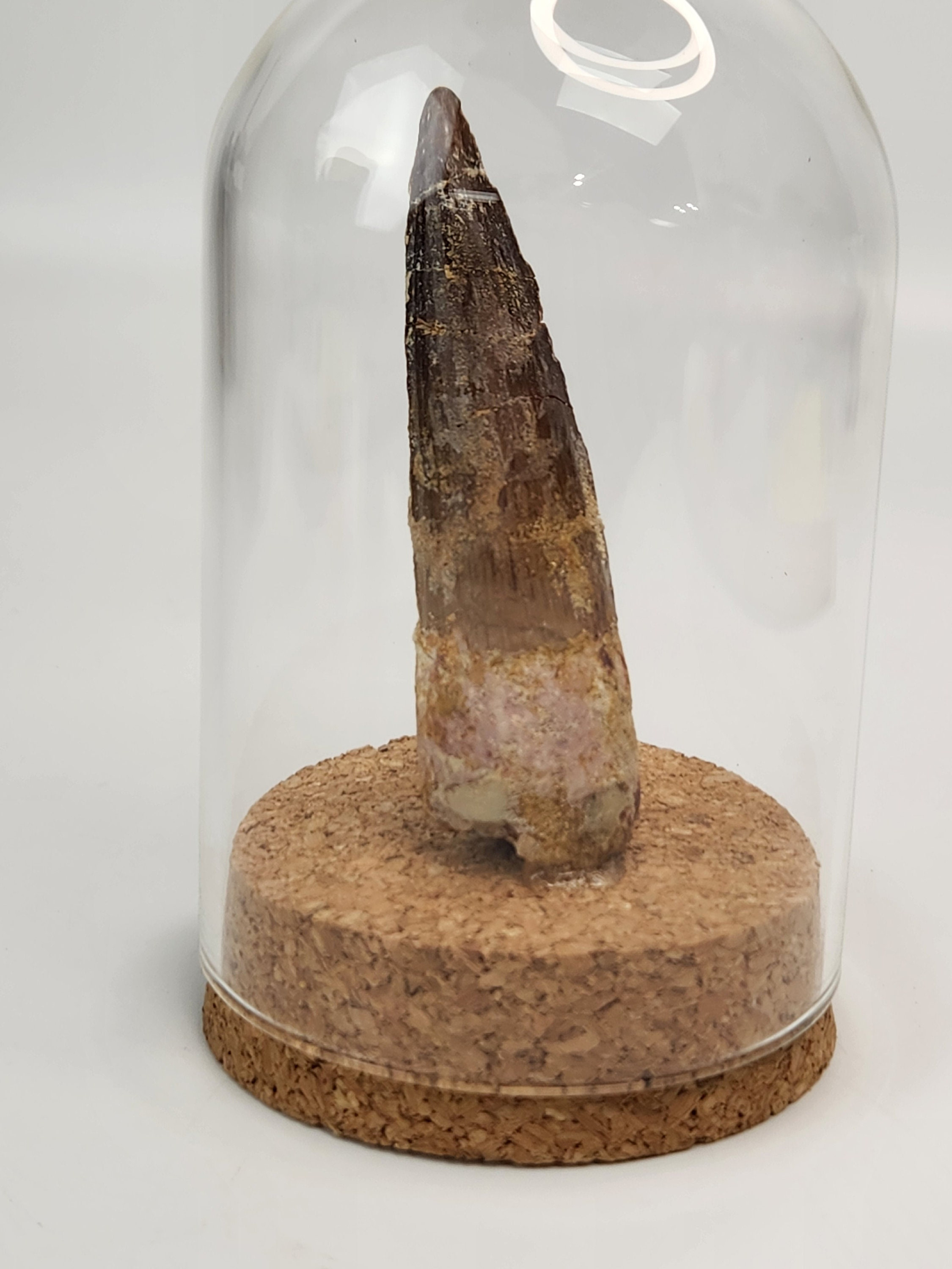 2.75” Spinosaurus maroccanus Tooth Mounted in Display Dome - Kem Kem Beds