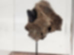 Thumbnail: Alligator Jaw Fossil mounted in Display Dome