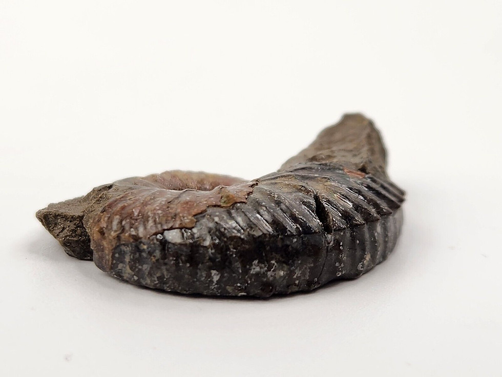 Thumbnail: Ammonite