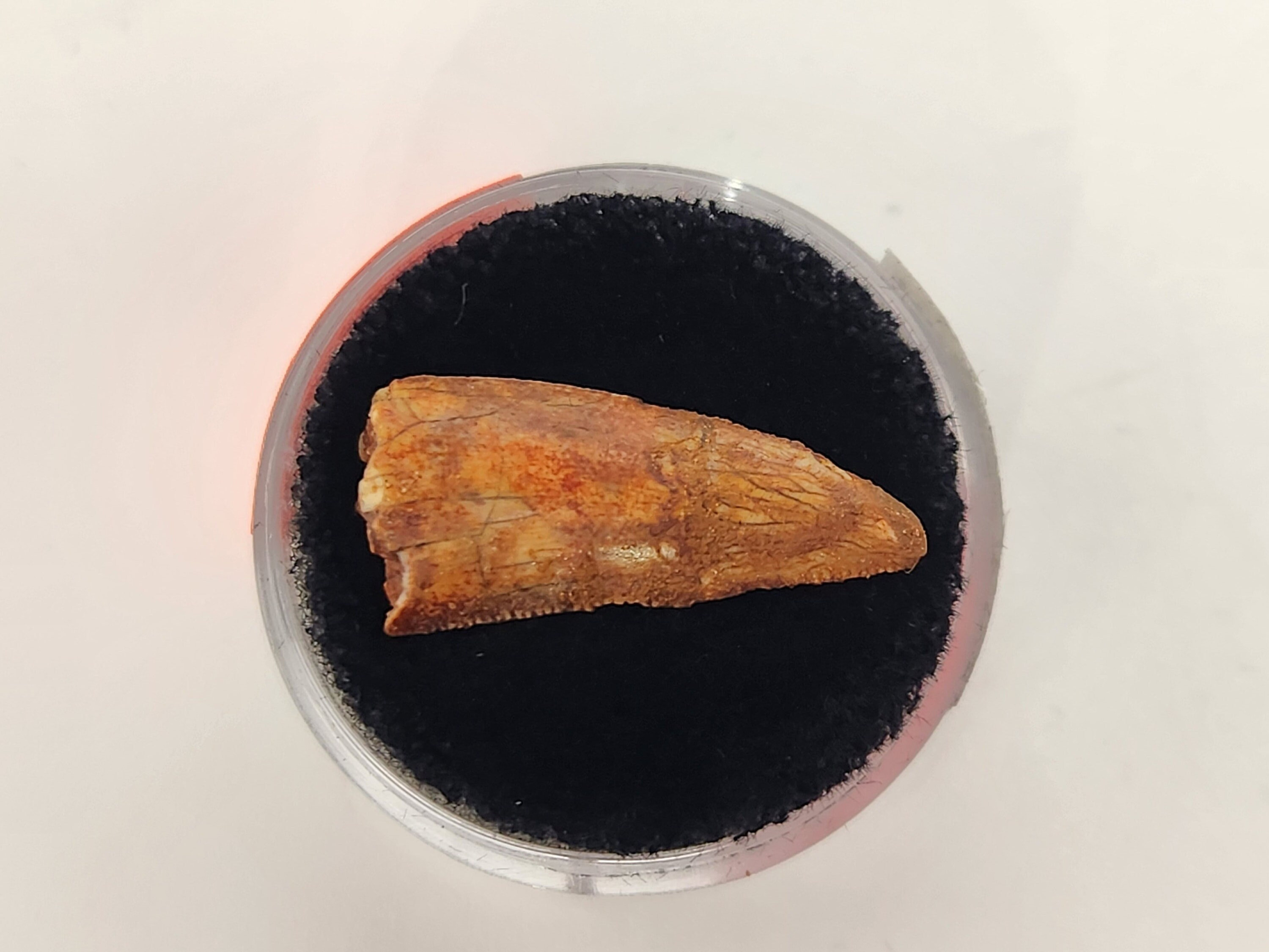 Abelisaurid Tooth 0.90" - Morocco - Kem Kem Beds