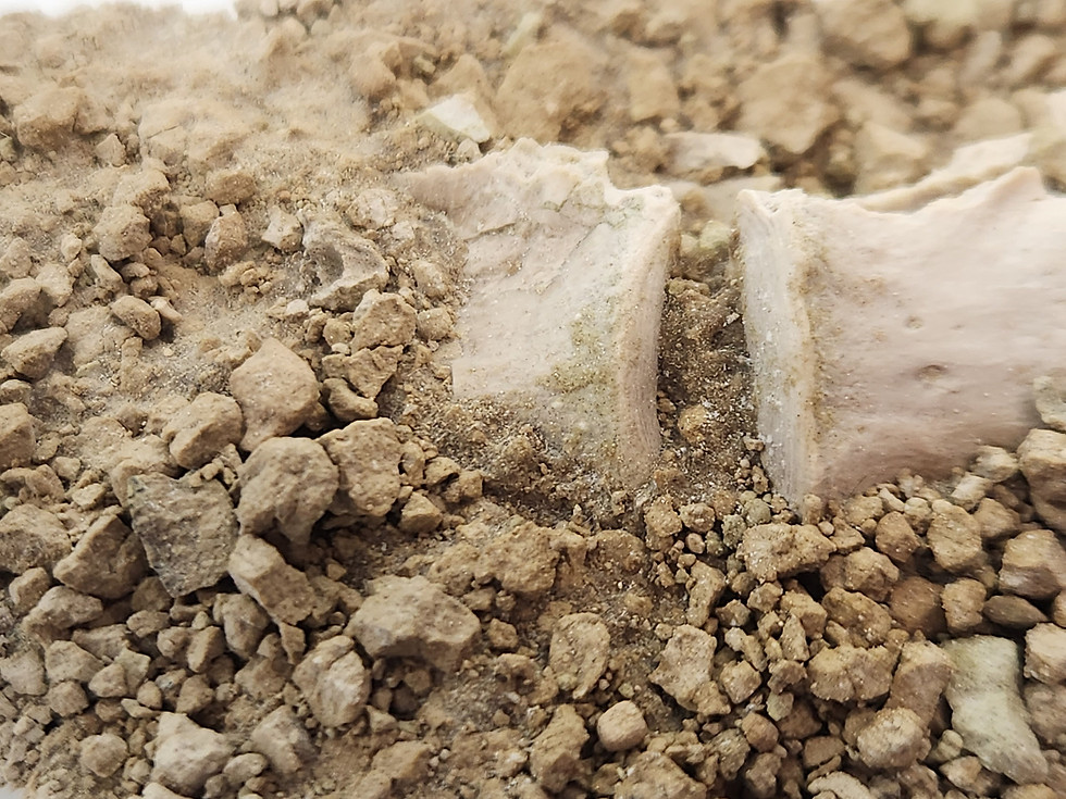 Thumbnail: 3 Articulated Oreodont Vertebrae in Matrix - White River Badlands - Brule Format