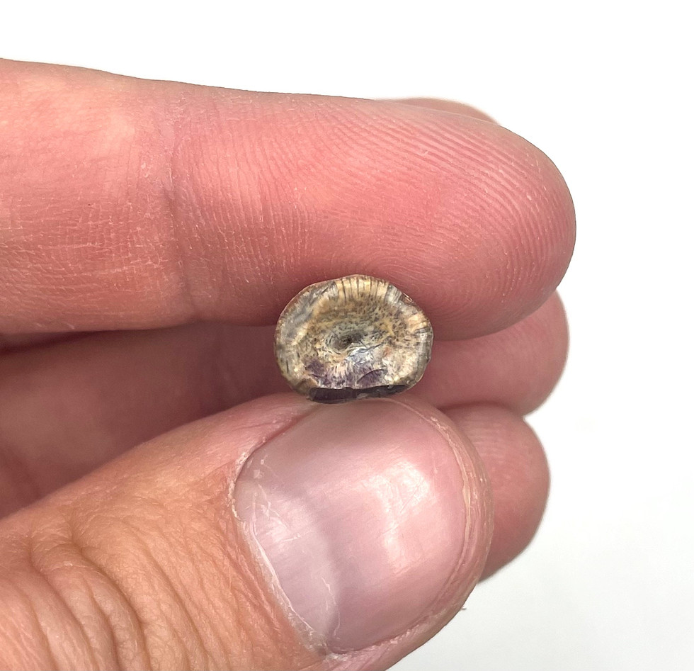 Thumbnail: 1.08” Suchomimus or Crocodilian Tooth - Elrhaz Formation - Niger