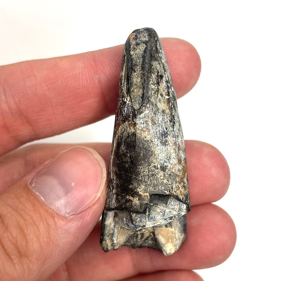 Thumbnail: 2.17” Sarcosuchus imperator Tooth - Elrhaz Formation - Niger