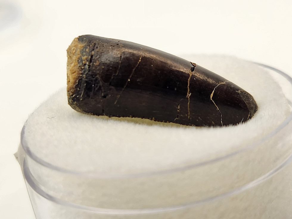 Thumbnail: Allosaurus jimmadseni Tooth 0.93" - Morrison Formation - Bighorn County, Wyoming