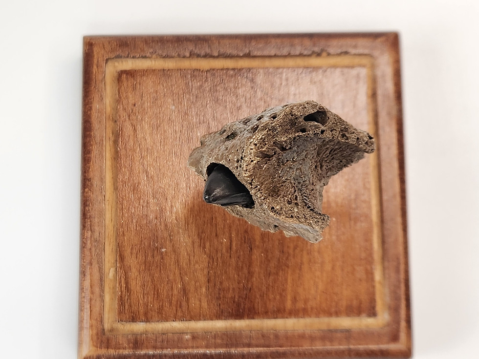 Thumbnail: Alligator Jaw Fossil mounted in Display Dome