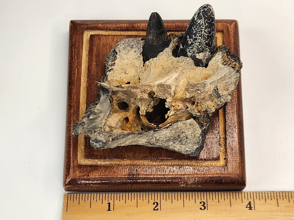 Thumbnail: Alligator Jaw Fossil in Display Dome - Unmounted - Florida