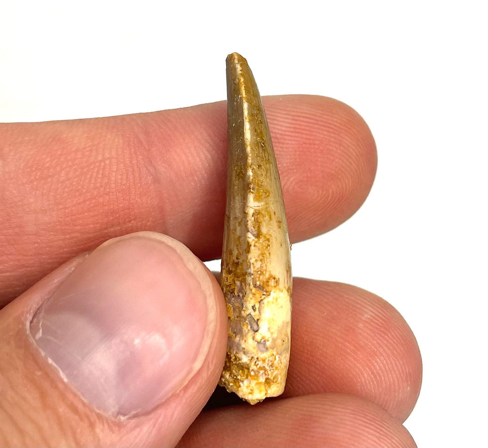 Thumbnail: 1.39” Spinosaurus maroccanus Tooth - Kem Kem Beds