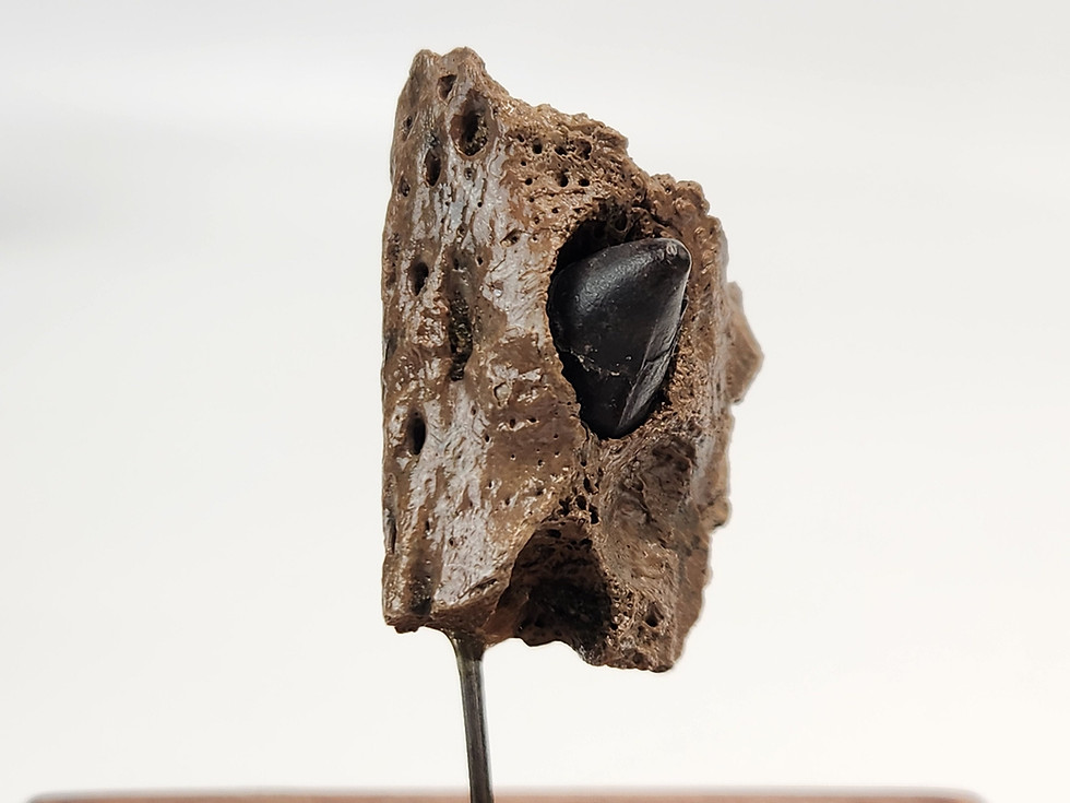 Thumbnail: Alligator Jaw Fossil mounted in Display Dome