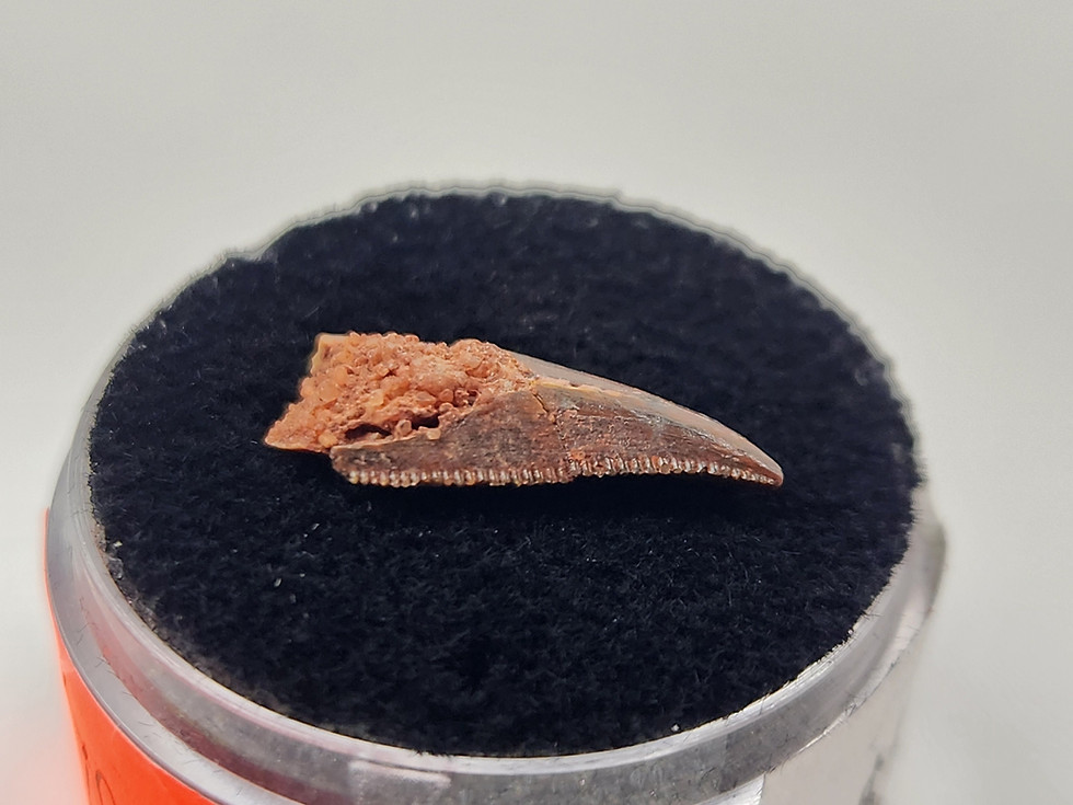 Thumbnail: Abelisaurid Tooth 0.66" - Morocco - Kem Kem Beds