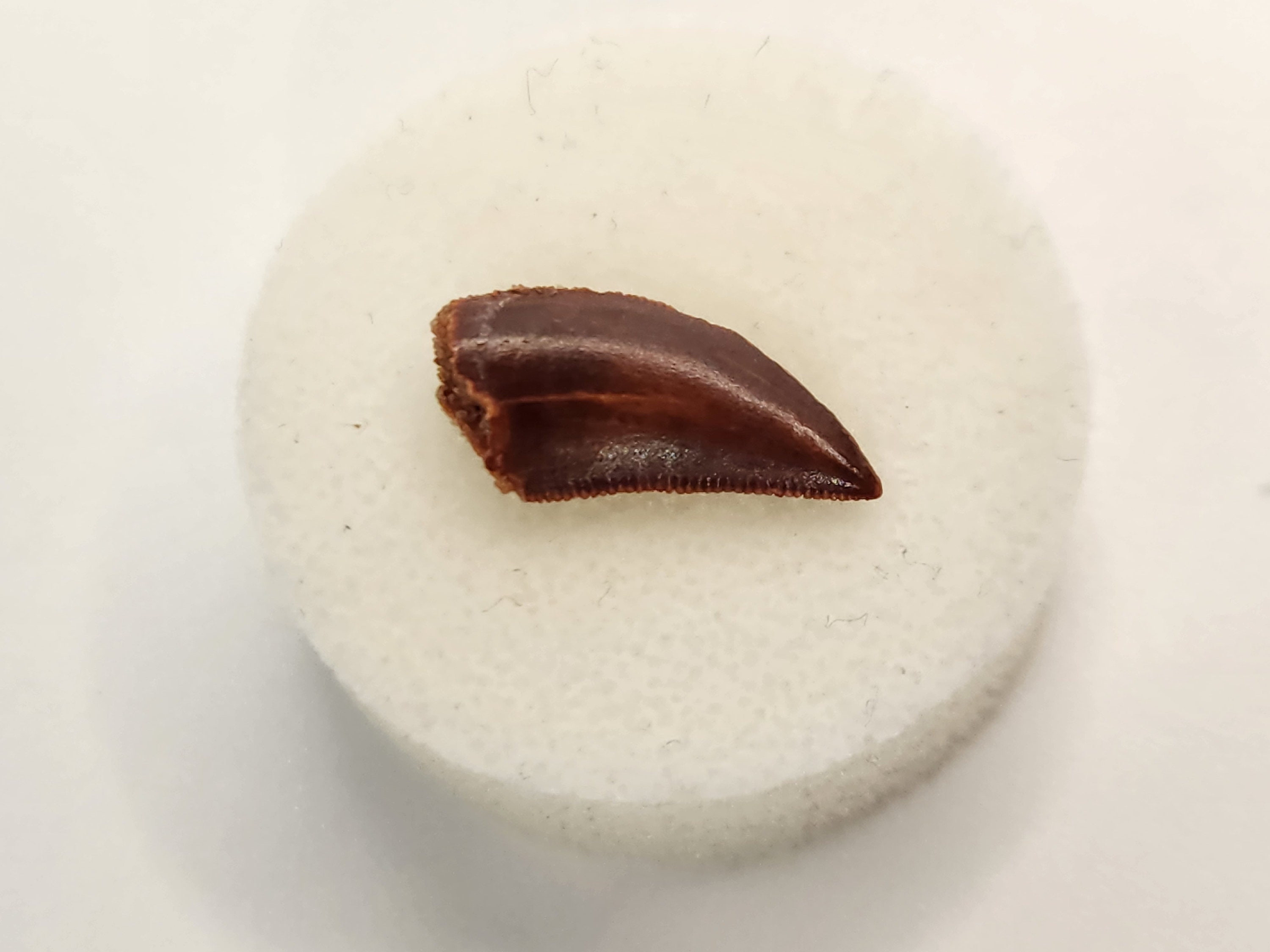 Abelisaurid Tooth 0.70" - Morocco - Kem Kem Beds